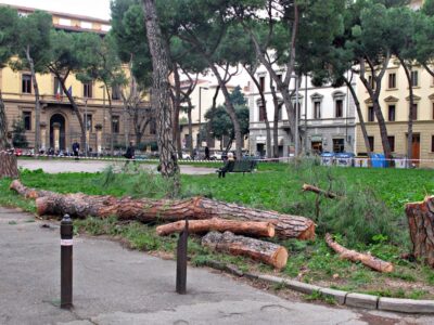 alberi-piazza-vittoria