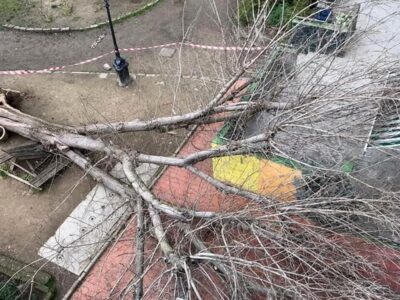 albero caduto scuola pestalozzi Foto_FirenzeToday