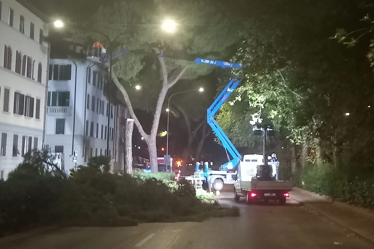 Taglio-alberi-viale-Redi-Firenze-Foto_IlReporter