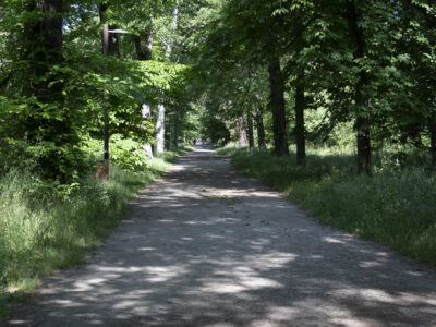 Alberi Cascine FotoCG