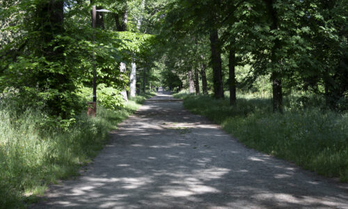 Alberi Cascine FotoCG