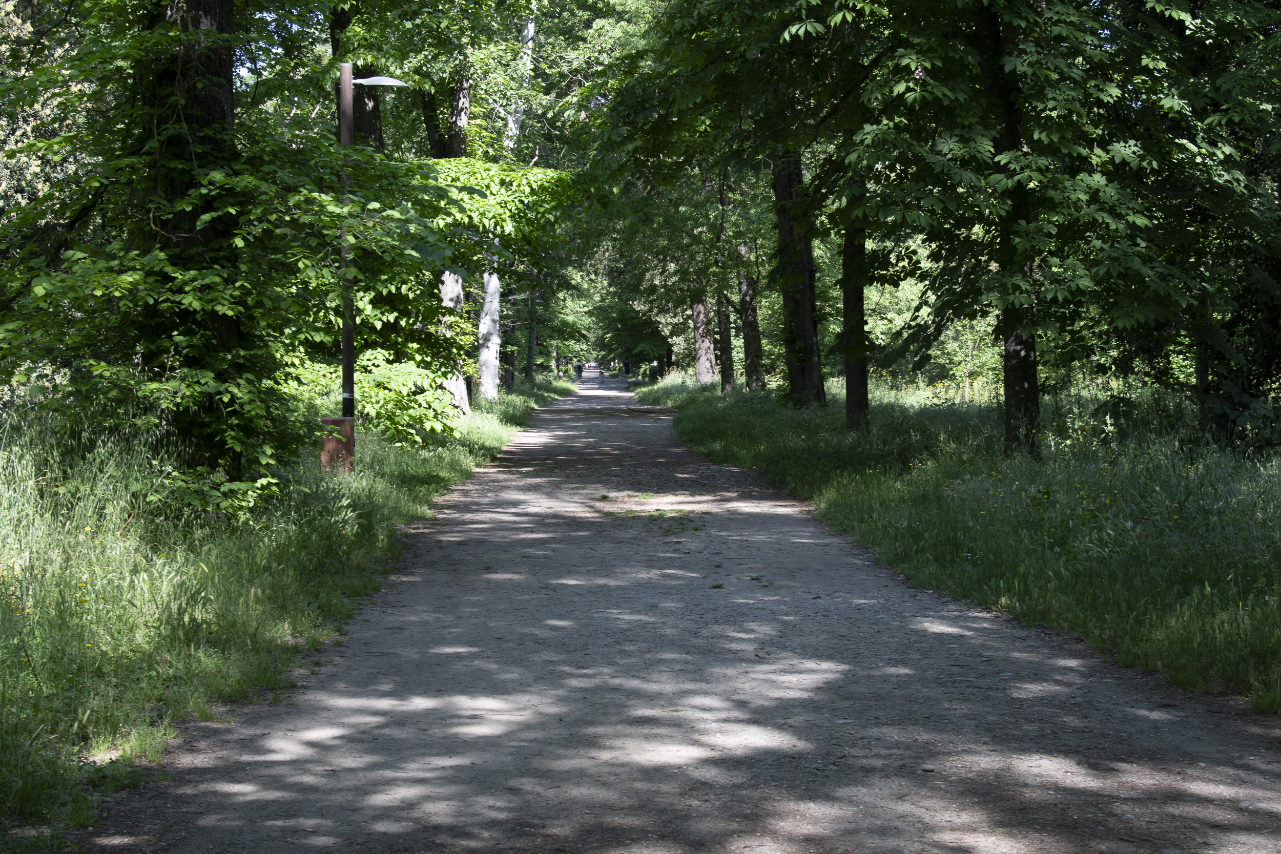 Alberi Cascine FotoCG