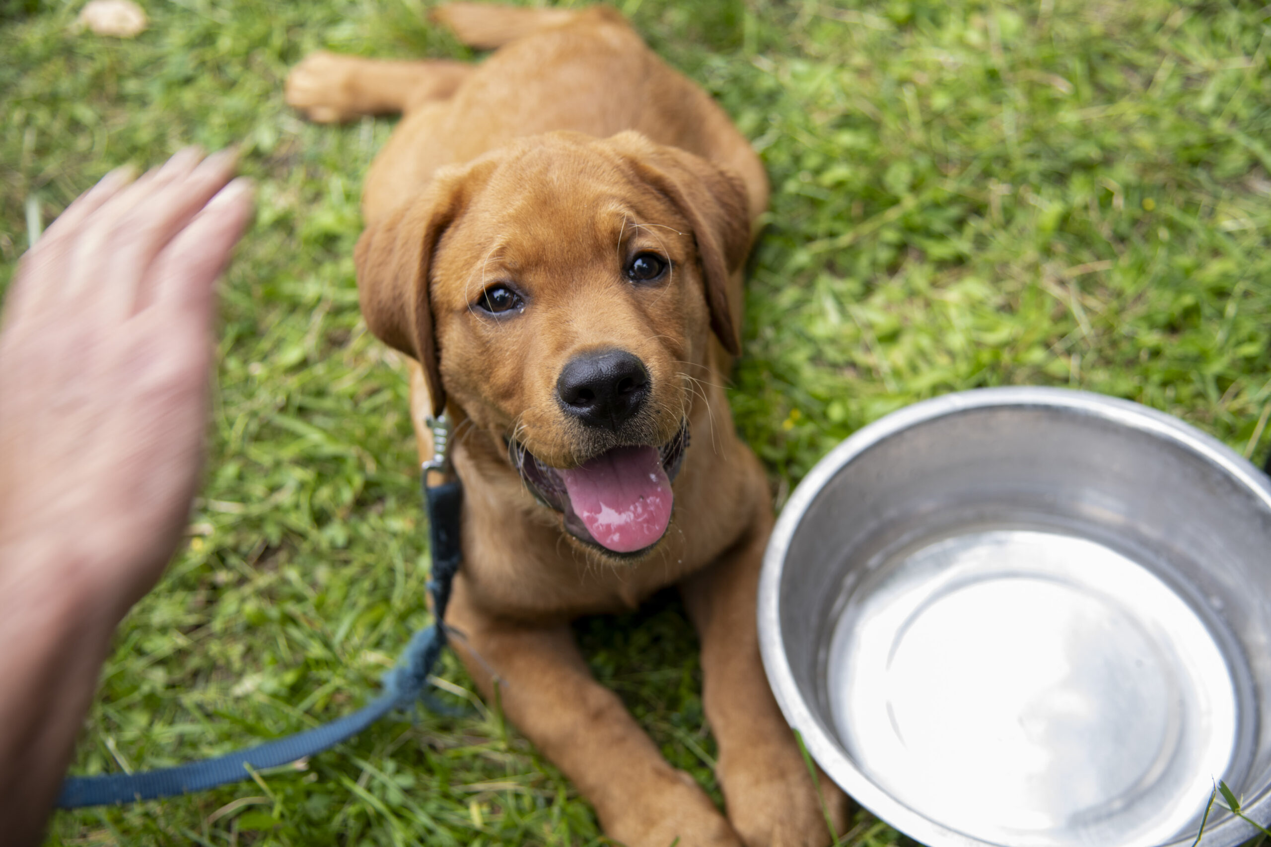 Animali domestici, cani_FotoCG